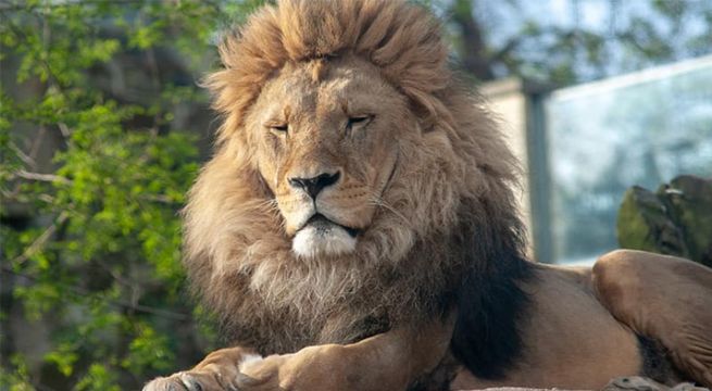 Cuatro leones del Zoológico de Barcelona dan positivo al Covid-19