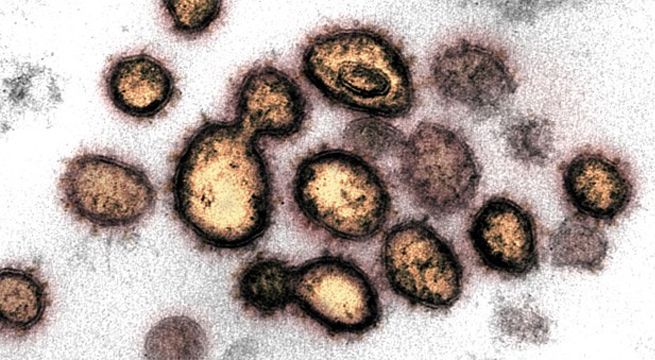 OMS informa que se viene investigando una nueva variante de Covid-19 en Inglaterra