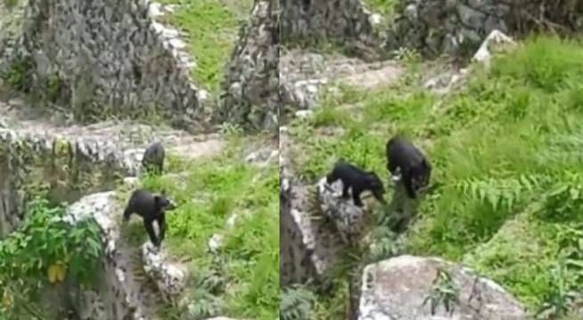 Osa de anteojos y su cría pasean por ciudadela de Machu Picchu [Video]