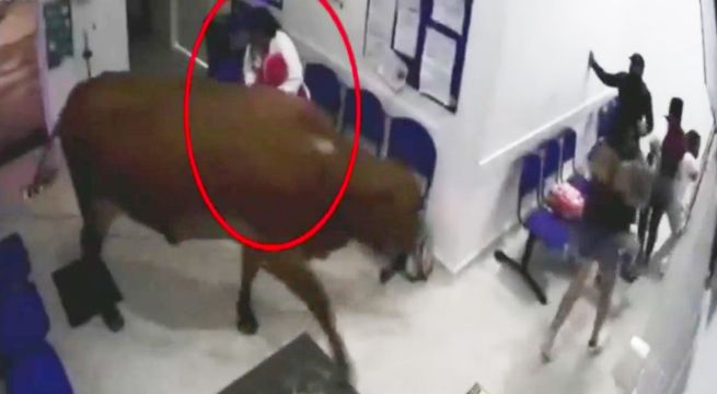 Vaca irrumpe en hospital y embiste contra pacientes en Colombia [VIDEO]