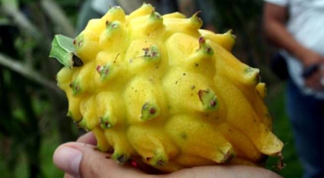 Pitahaya: el superalimento amazónico que fortalece el sistema inmune