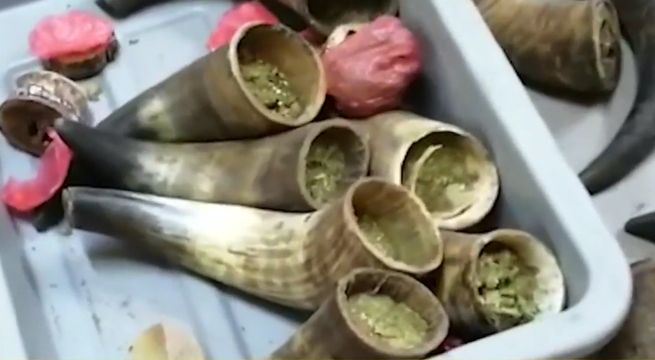 Cusco: mujer intentó ingresar a penal droga escondida en cuernos de toro