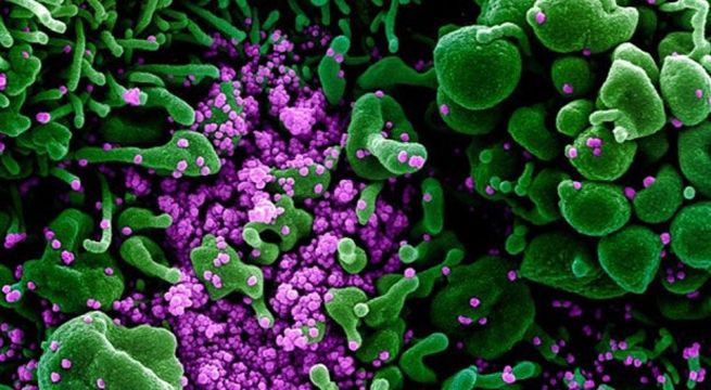 Ya son más de 3 millones las muertes causadas por el Covid-19 en el mundo