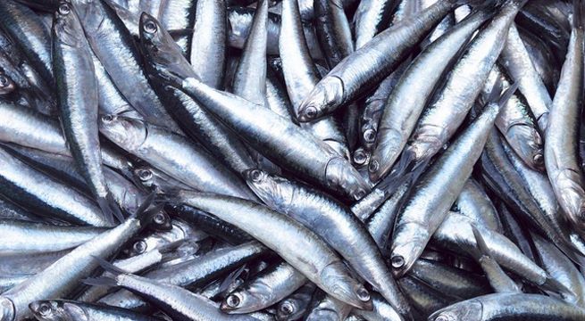 Produce establece cuota de 2.5 millones de toneladas para pesca de anchoveta en zona norte-centro