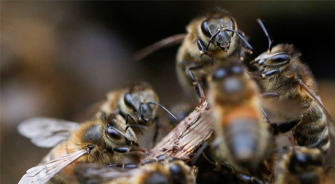 Entrenan abejas para detectar infecciones de Covid-19