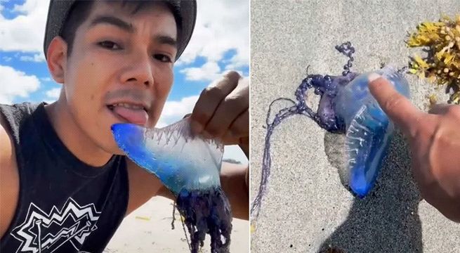 Joven lame un animal en las redes sociales sin saber que es extremadamente venenoso