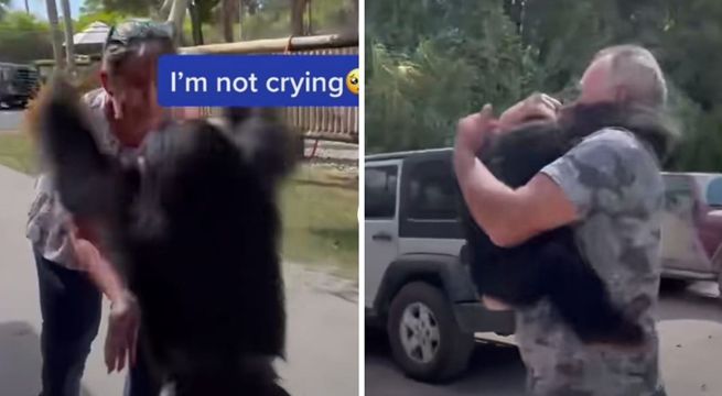 Chimpancé se reencuentra con su familia humana y su adorable reacción se hace viral [VIDEO]