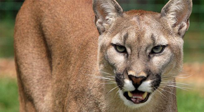 Hombre se salvó de ser atacado por un puma y pudo grabar el momento [VIDEO]