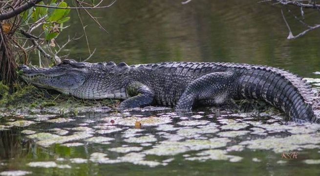 Hombre saltó a un lago y peleó con un caimán para salvar a su perrito
