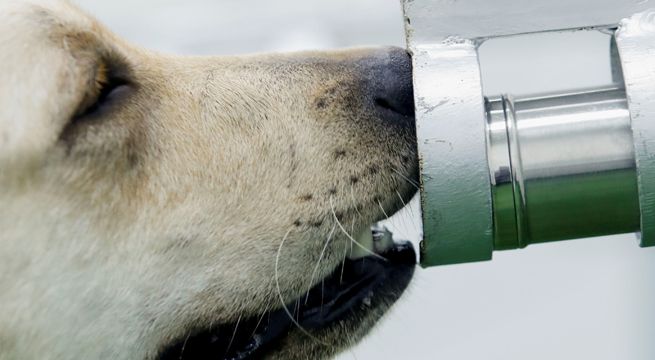 Perros que olfatean el sudor debutan como detectores de coronavirus