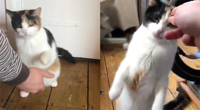 Gatita sorda sorprende al mundo al comunicarse con lenguaje de señas [VIDEO]
