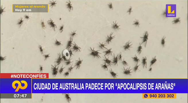 Ciudad de Australia padece por “apocalipsis de arañas”