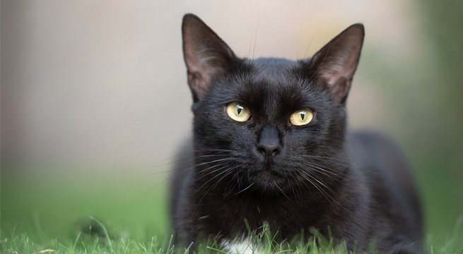 Gato salvó a su dueña de 83 años tras haber caído de un barranco