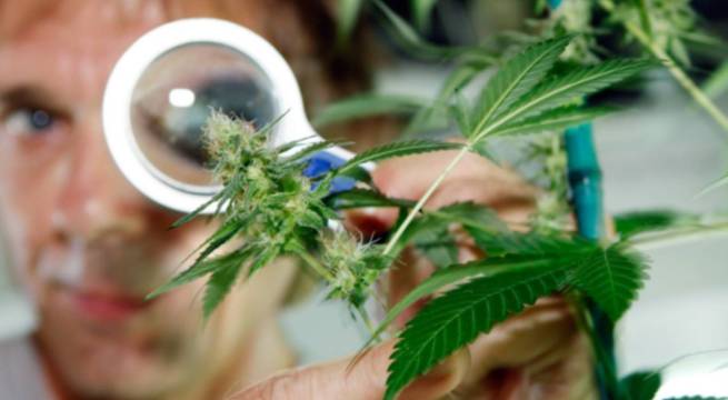 Cannabis medicinal y sus usos en la salud mental