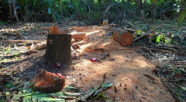 Perú perdió más de 200 mil hectáreas de bosque solo en el 2020