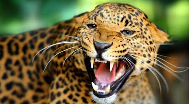 Anciana utiliza su bastón para defenderse del ataque de un leopardo [VIDEO]