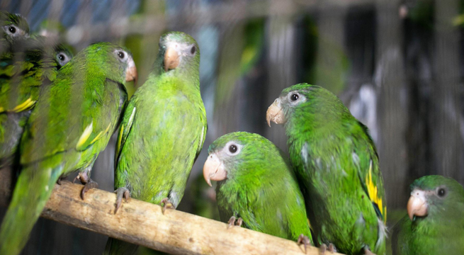 Serfor advierte que tener loros en casa también es ilegal