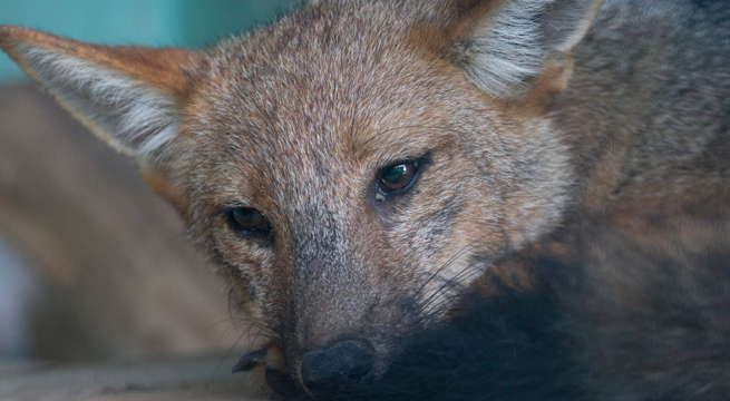 Run Run: Serfor desmiente muerte de zorro andino