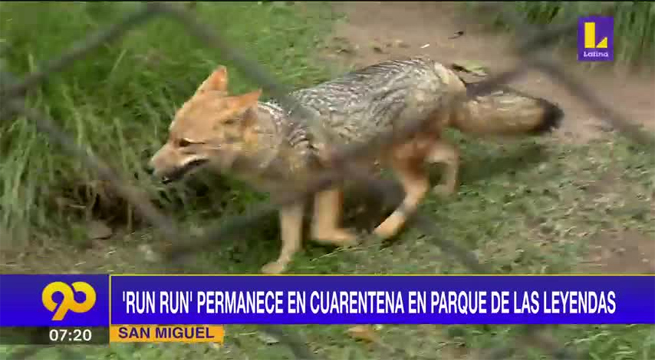 Run Run permanece en cuarentena en el Parque de las Leyendas