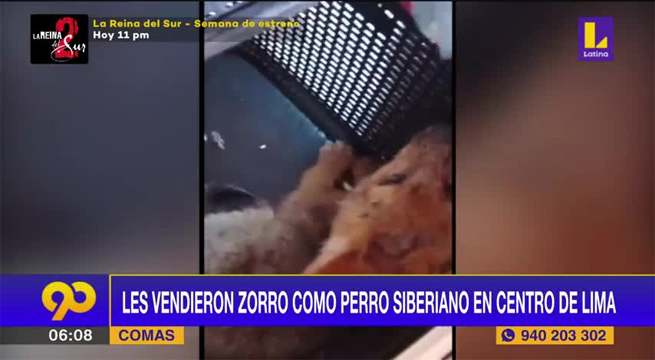 Familia de Comas crió a un zorro pensando que era un perro y pide que lo lleven al zoológico