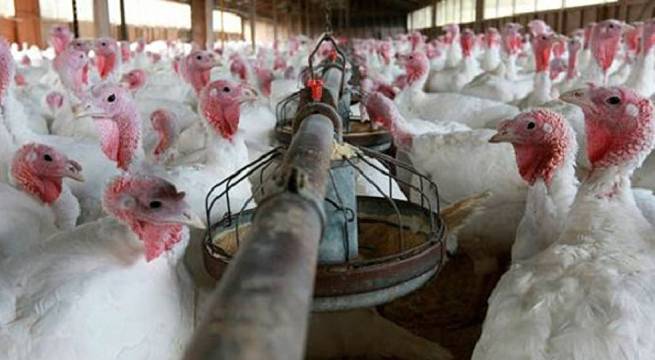 Se ofertarán 1 millón 652,000 pavos en fiestas de Navidad y Año Nuevo