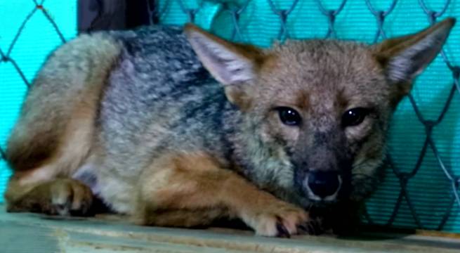 Confirman que zorro Run Run contrajo dos enfermedades