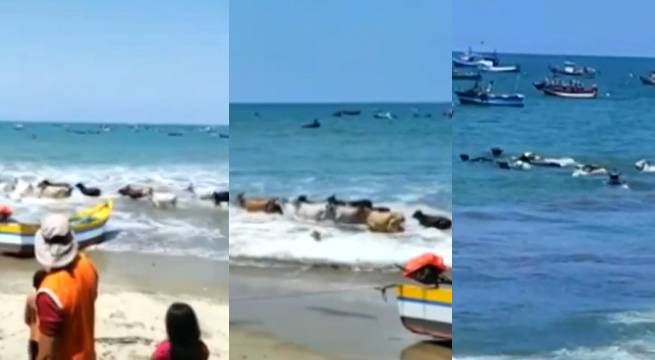 Vacas sorprenden al nadar en el mar de Tumbes