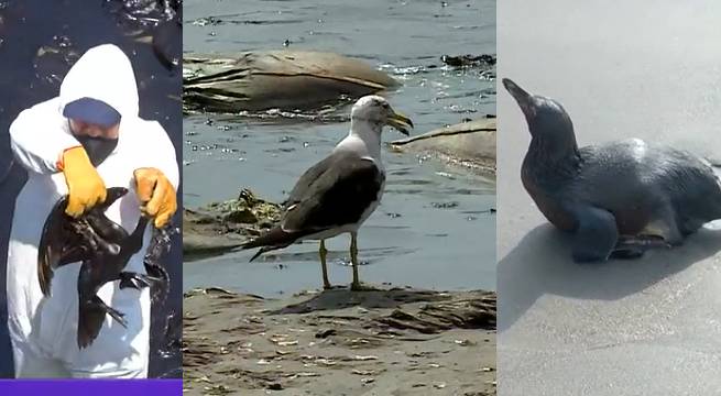 Terrible panorama ambiental tras derrame de petróleo