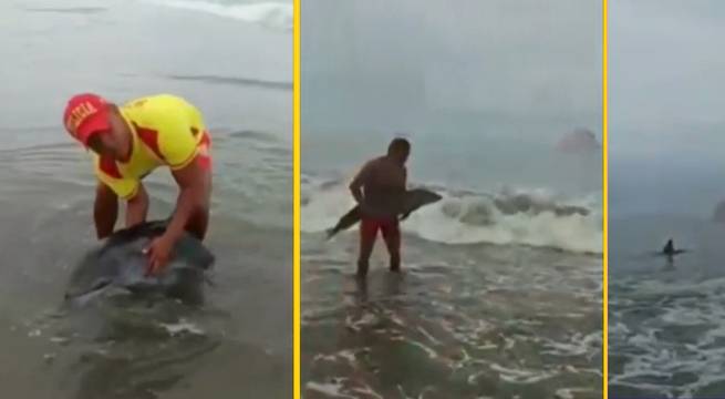 Policía ayuda a delfín bebé a regresar al mar