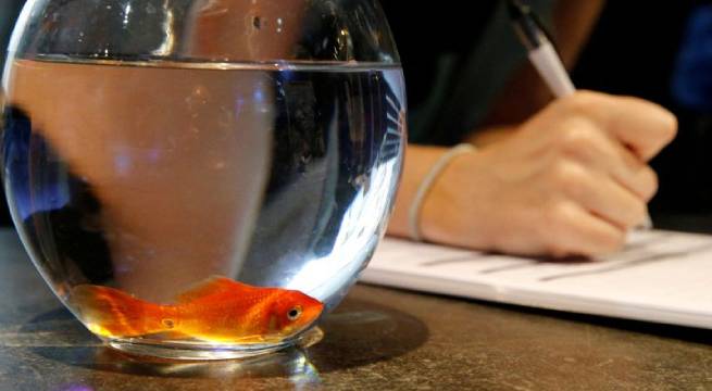 Empresa francesa de cuidado mascotas deja de vender peceras redondas, dice vuelven locos a los peces