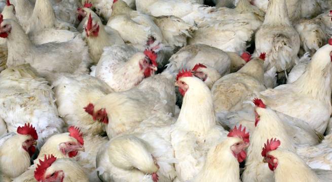 España registra un brote de gripe aviar altamente patógena en una granja