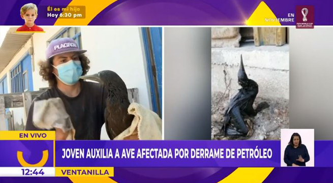 Ventanilla: joven auxilia a ave afectada por derrame de petróleo
