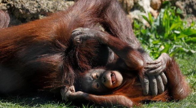 Gobierno español presenta una ley para proteger a los animales pero no aborda aún los toros