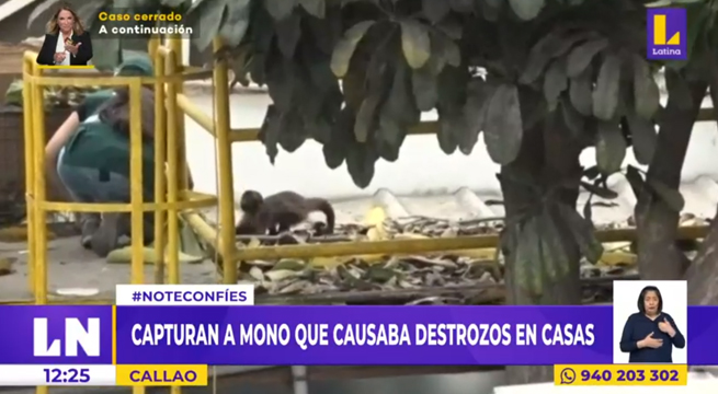 Callao: Serfor atrapó a 'Changui', monito que alborotaba a vecinos de Bellavista