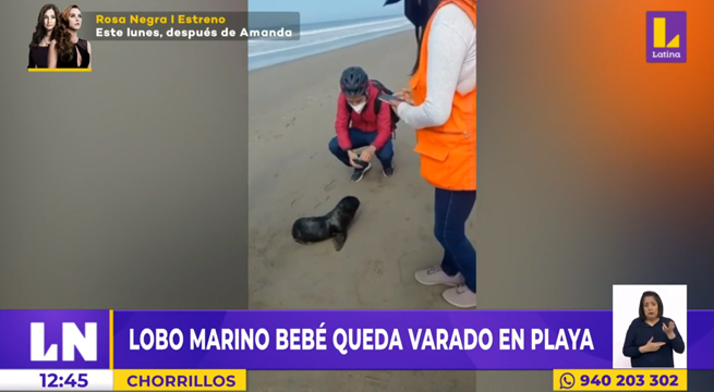 Chorrillos: lobo marino bebé quedó varado en playa La Chira