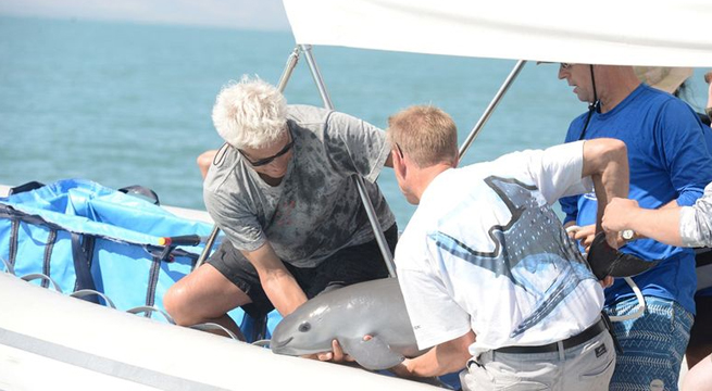 EE. UU. busca negociaciones con México sobre protección de vida marina