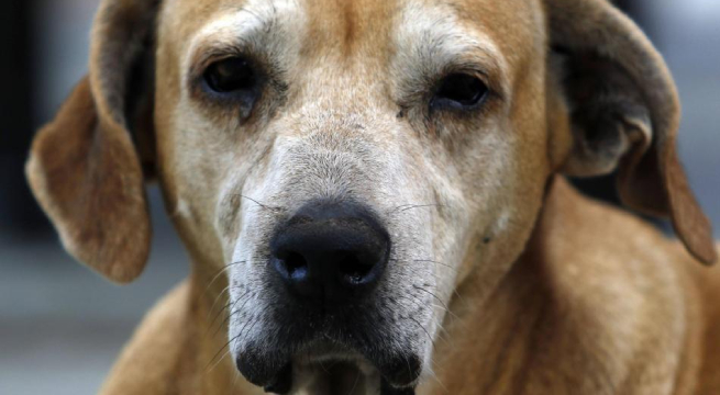 Perrito falleció tras esperar por 5 años a que su dueño salga de hospital