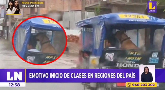 Tarapoto: niño llega a su primer día de clase en compañía de su perrito