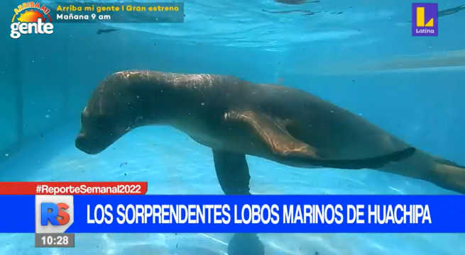 Los sorprendentes lobos marinos del zoológico de Huachipa
