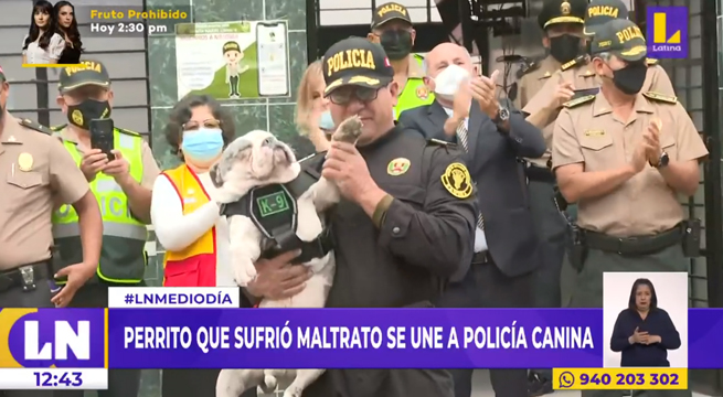 Perrito 'Max' que sufrió maltrato se unió a la unidad canina de la Policía