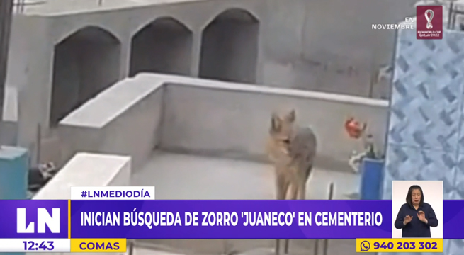 Comas: inician búsqueda de zorro 'Juaneco' en cementerio