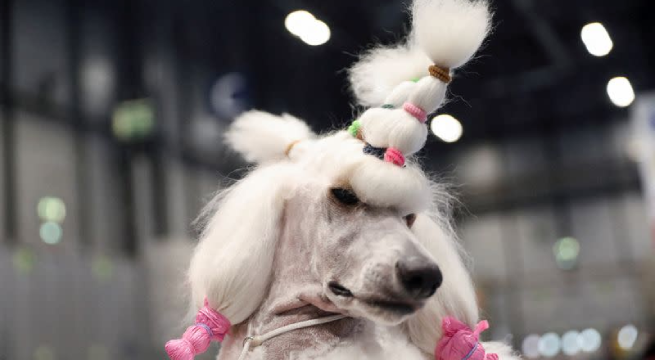 ¿Quién ladra más alto? España celebra un concurso mundial de perros