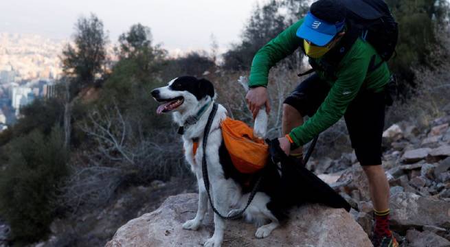 Sam, el superhéroe de cuatro patas que lucha contra la basura en el mayor pulmón verde de Santiago