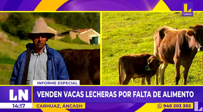Áncash: venden vacas lecheras por falta de alimento
