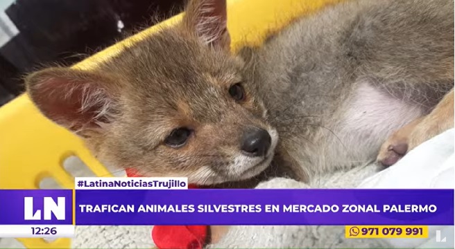 Trujillo: denuncian tráfico de animales silvestres en el mercado Palermo