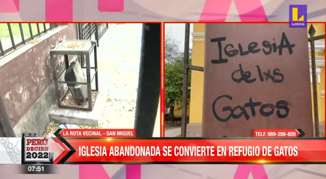 San Miguel: iglesia abandonada se convierte en refugio de gatos