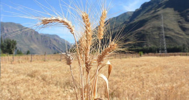Crisis alimentaria: autoridades impulsarán producción de trigo para sobrellevarla