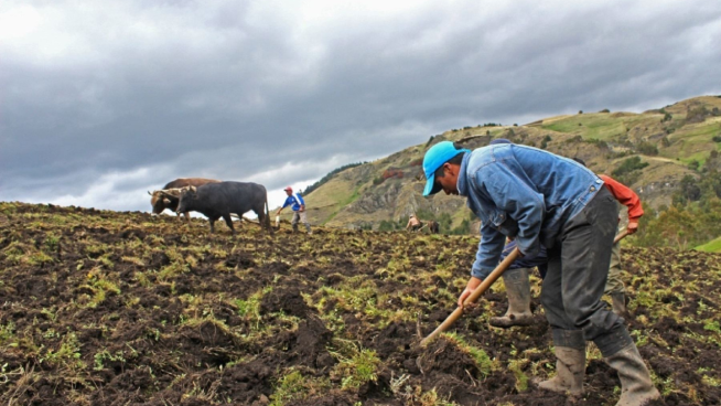 Ministerio de Desarrollo Agrario declara desierta tercera compra de urea