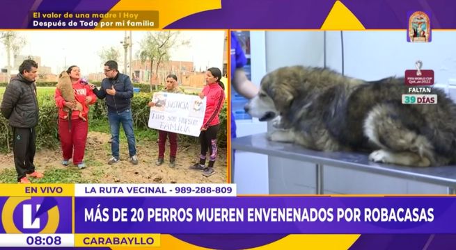¡Una crueldad! 'Robacasas' envenenan a más de 20 perros para cometer sus ilícitos