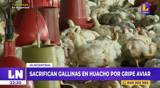 Gripe aviar: más de 10 mil soles perdidos por sacrificio de aves de corral